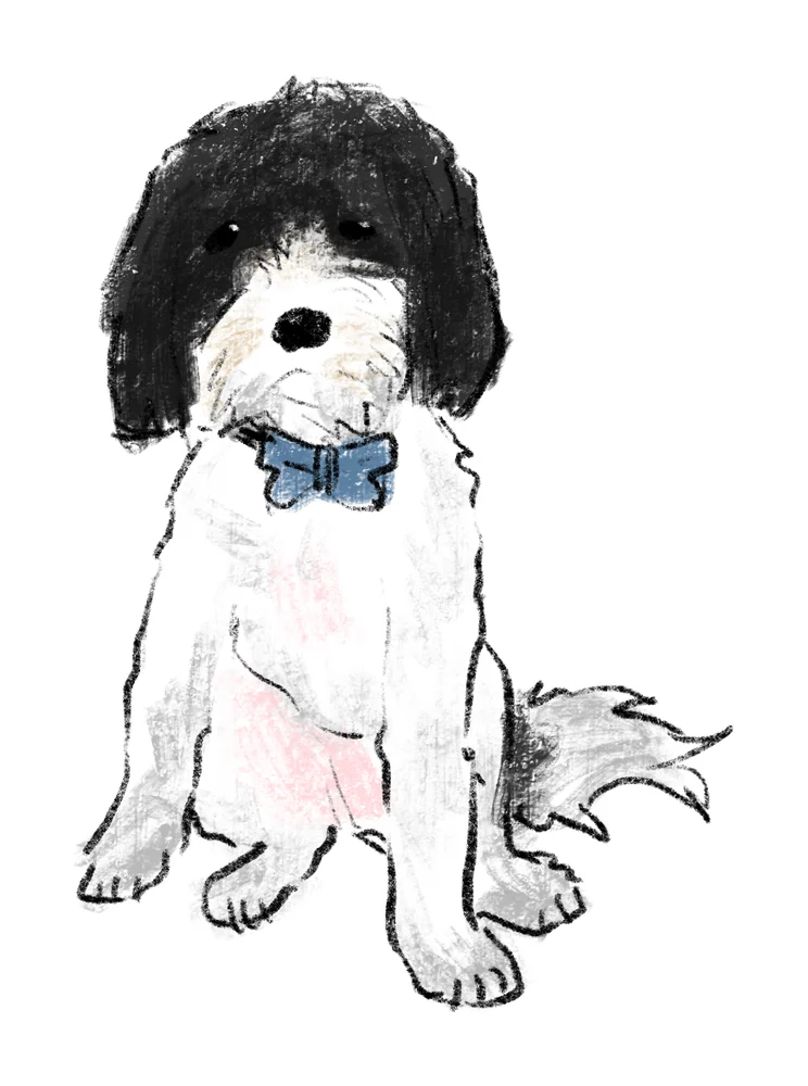 Doodle portrait of a black and white dog wearing a blue bow tie