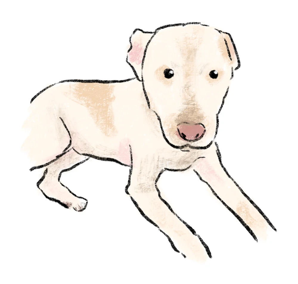 Doodle portrait of a cream-colored dog lying down